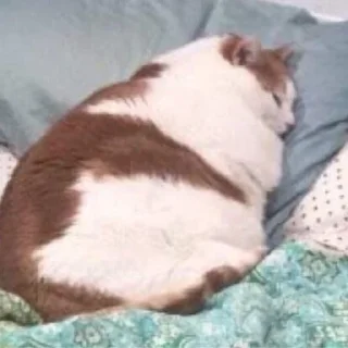 Sticker китис - 0