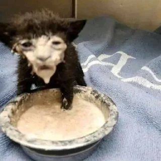 Sticker китис - 9