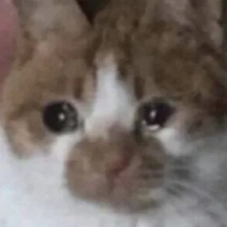 Sticker китис - 3