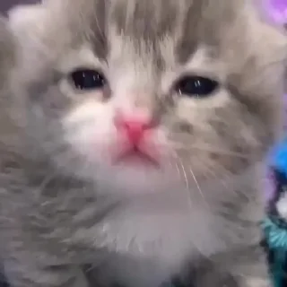 Sticker китис - 11