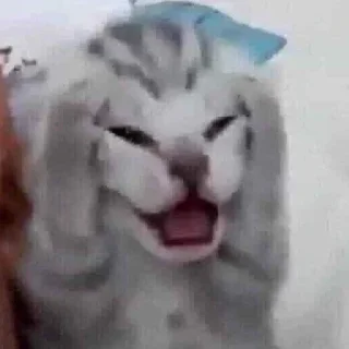 Sticker китис - 10