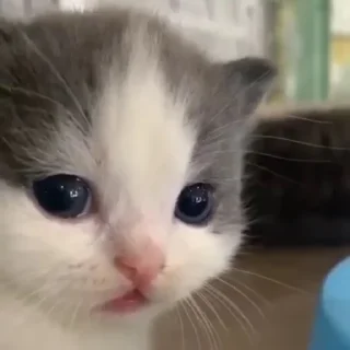 Sticker китис - 7