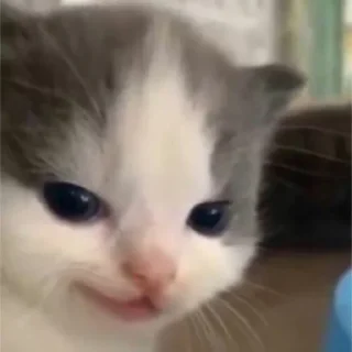 Sticker китис - 1