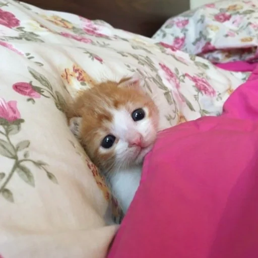 Sticker kititi_69 - 1