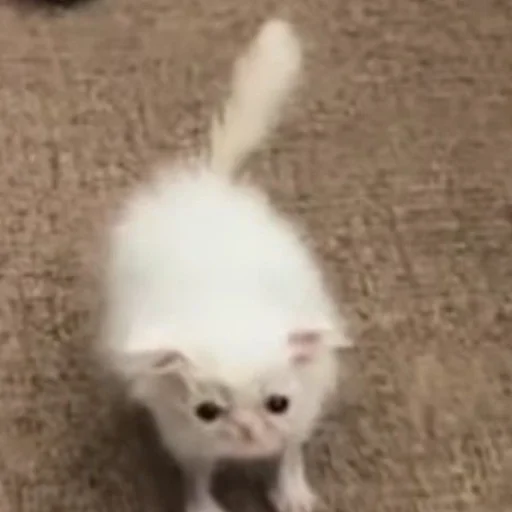 Sticker kititi_69 - 1