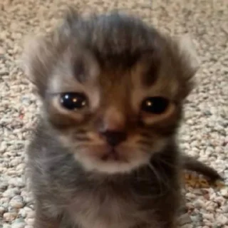 Sticker китики типа @neistovi_feng - 9