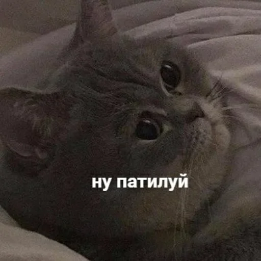 Sticker kitkoyreyr - 1