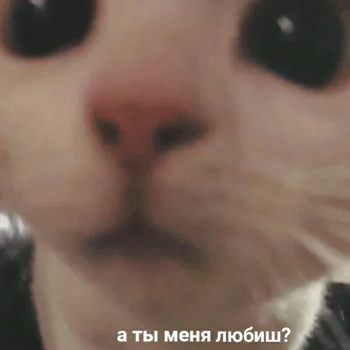 Стикер kitkoyreyr - 1