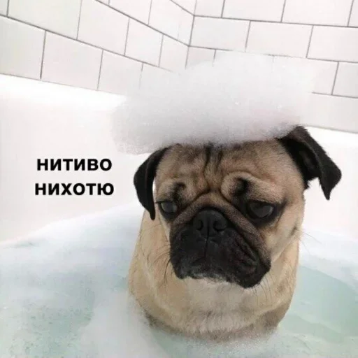 Стикер kitkoyreyr - 1