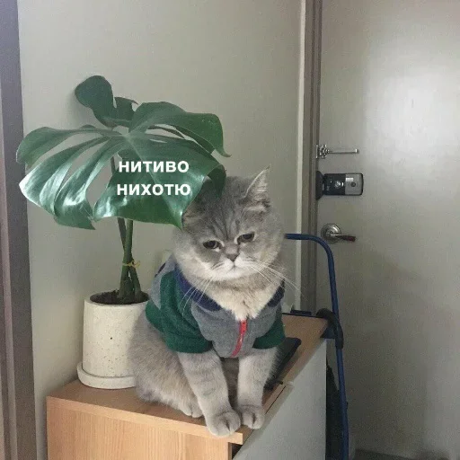 Sticker kitkoyreyr - 1