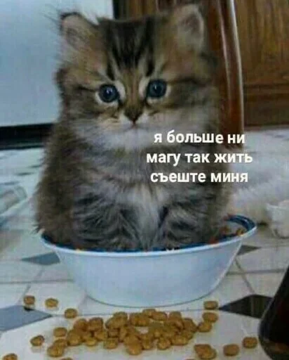 Sticker kitkoyreyr - 1