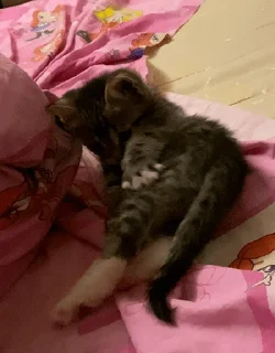 Sticker китоэто - 8