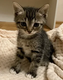 Sticker китоэто - 4