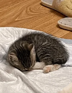 Sticker китоэто - 1