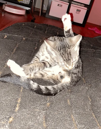 Sticker китоэто - 5