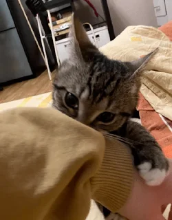 Sticker китоэто - 2