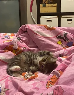 Sticker китоэто - 3