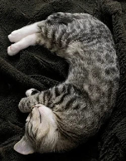 Sticker китоэто - 6