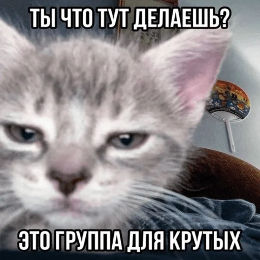 Стикер kitsbymemeszipfolder - 1