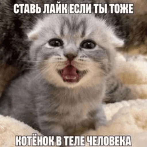 Стикер kitsbymemeszipfolder - 1