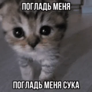 Стикер Китики by @memeszipfolder - 6
