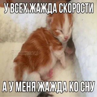 Стикер Китики by @memeszipfolder - 4