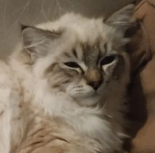 Стикер kitsons - 1