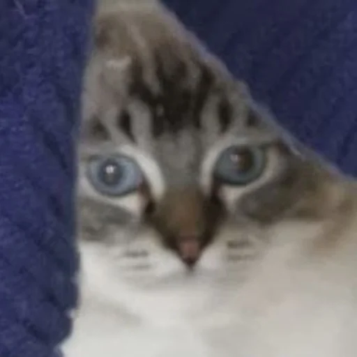 Стикер kitsons - 1