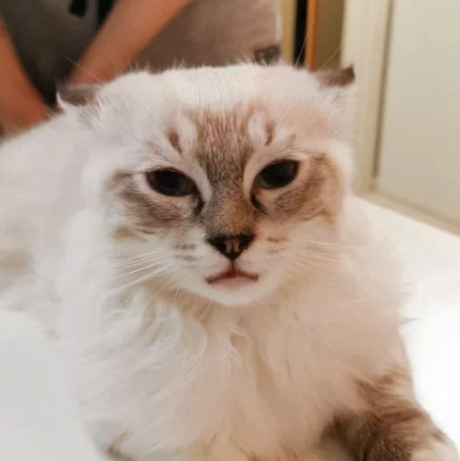 Стикер kitsons - 1