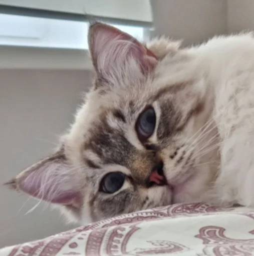 Стикер kitsons - 1