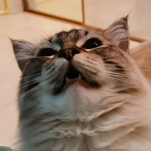 Стикер kitsons - 1