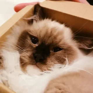 Стикер Нукалот - 4