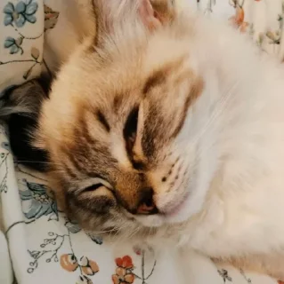 Стикер Нукалот - 9