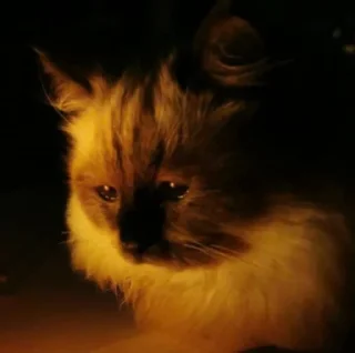 Стикер Нукалот - 3