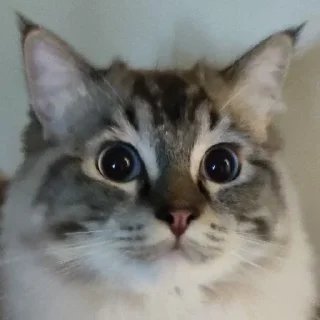 Стикер Нукалот - 8