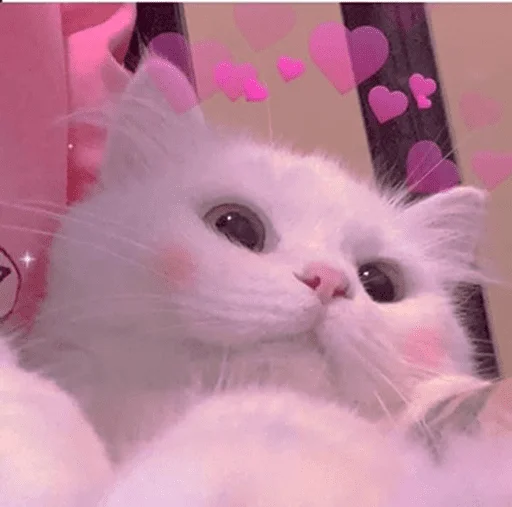 cat_for_you - животное