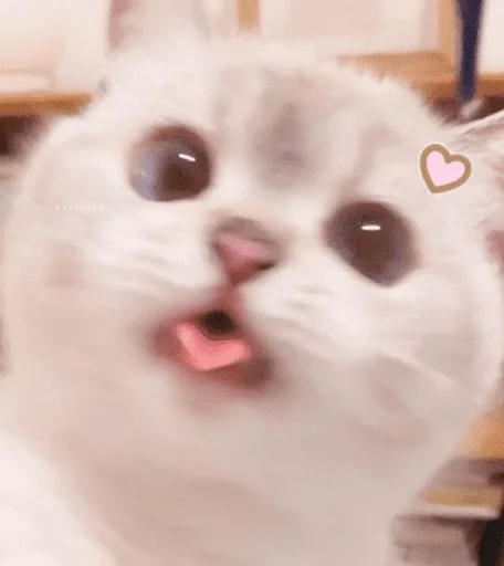 млекопитающее животное кошка