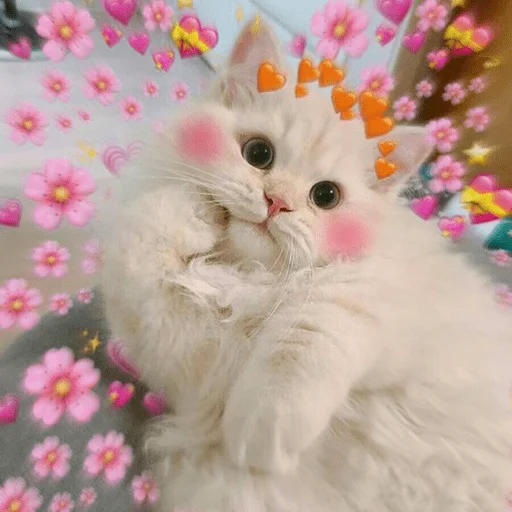 животное кошки малого и среднего размера кошка