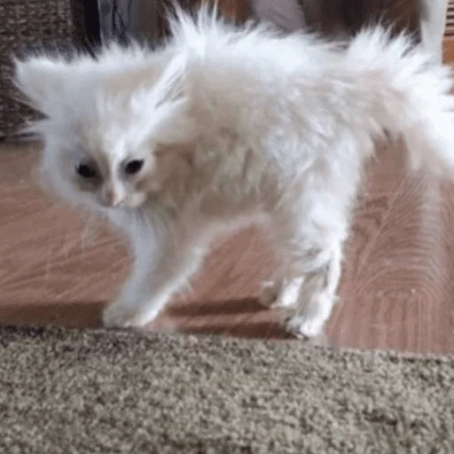 животное млекопитающее домашнее животное