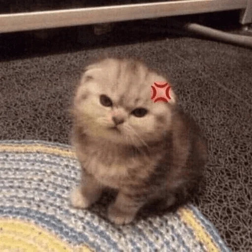 кошка животное млекопитающее