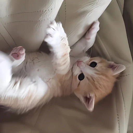 Стикер ૮꒰ྀི◞⸝⸝⸝◟꒱ྀིაㅤ ೀ кит1к @angelstick - 2