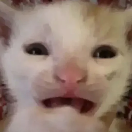 хайповые котеки - 