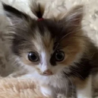 Стикер хайповые котеки - 2