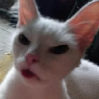 Стикер хайповые котеки - 4