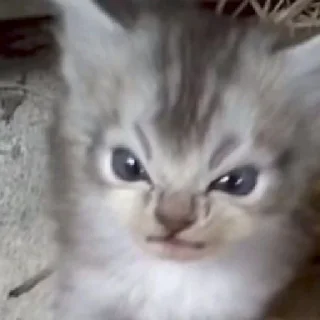 Стикер хайповые котеки - 7