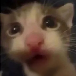 Стикер хайповые котеки - 8