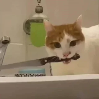 Стикер хайповые котеки - 1