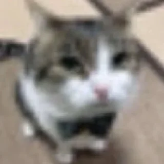 Стикер хайповые котеки - 5