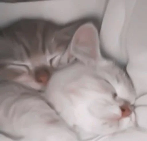 кошка млекопитающее животное