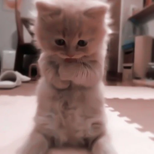 кошки малого и среднего размера животное кошка